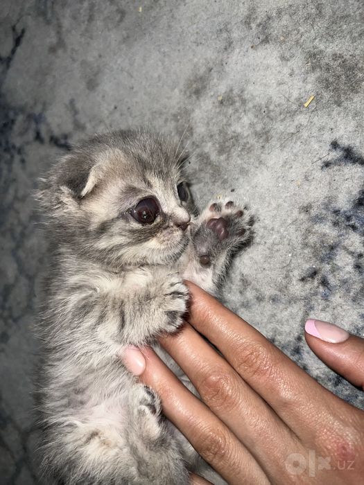 Mushu sotiladi qiziqanla telegramdan yozamiz