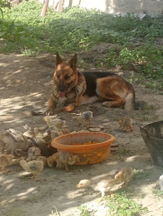 Apcharka nemichisk izotli