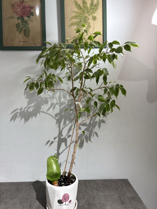 Фикус бенжамина в керамическом горшке