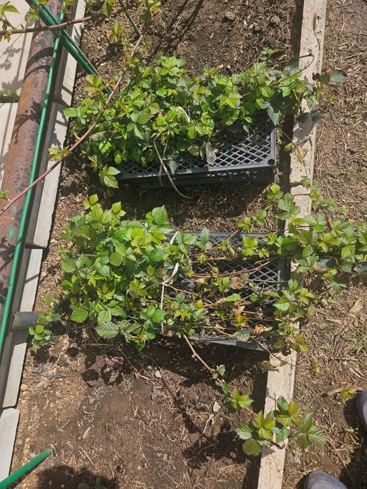 Продам саженцы ежевики.