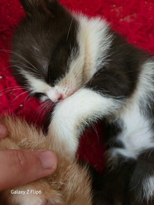 Подарявам котенца