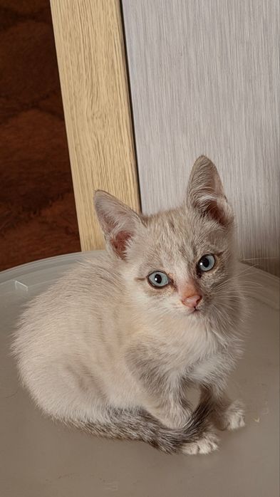 Отдам котят в хорошие руки