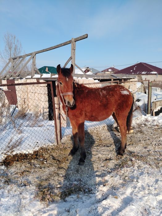 Продаётся жабағы-тай