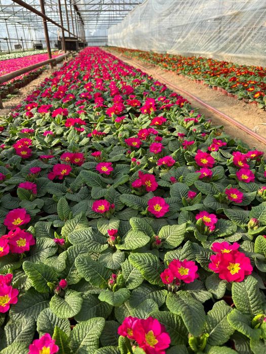 Siklamen Primula Geran gullari sotiladi