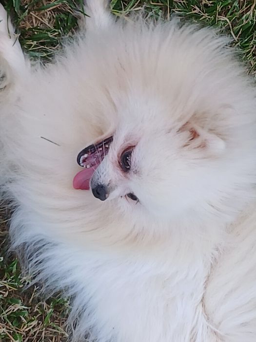 Pomeranian adult disponibil pentru o noua familie