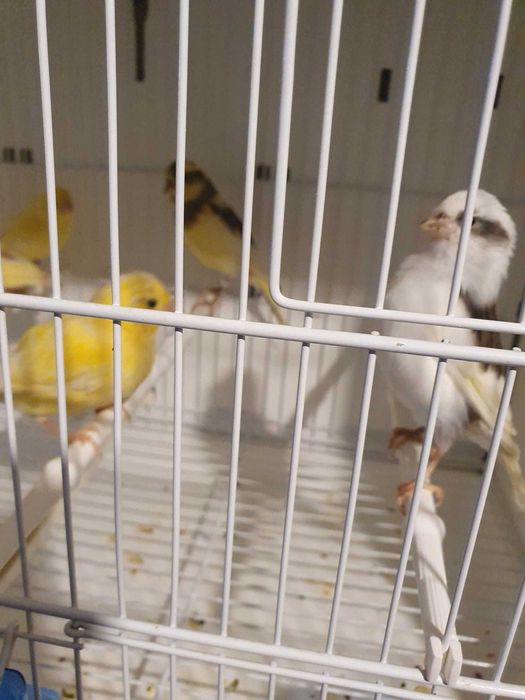 Canari Orpheus x Slavujar 2026