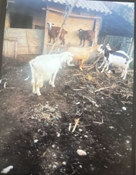Vand capre si iezi mischi sat calinești