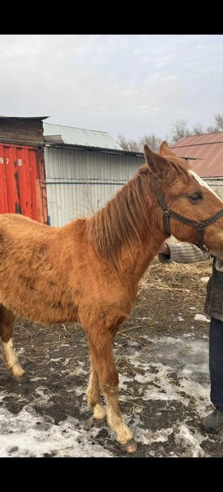 Продам лошадь байтал