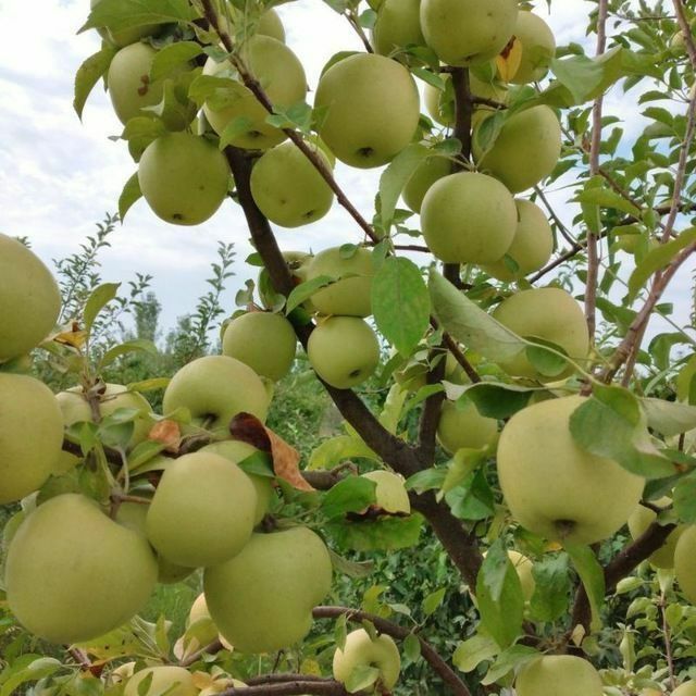 Mevali kuchatlar pakana va yarimpakana