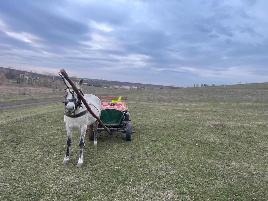 Vând căruța și cal