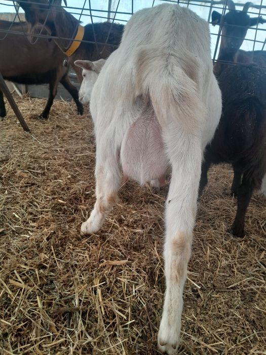 Vând capre originale