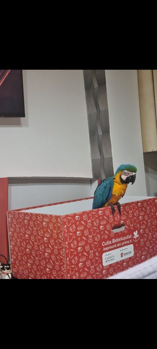 Papagal ara ararauna