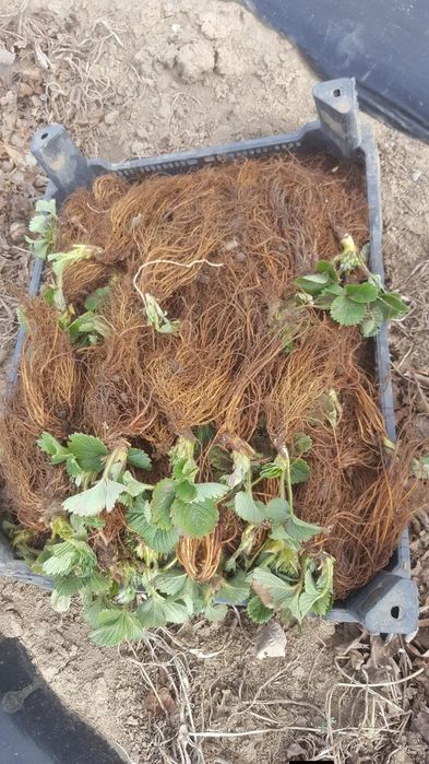 Stoloni căpșuni    Clery