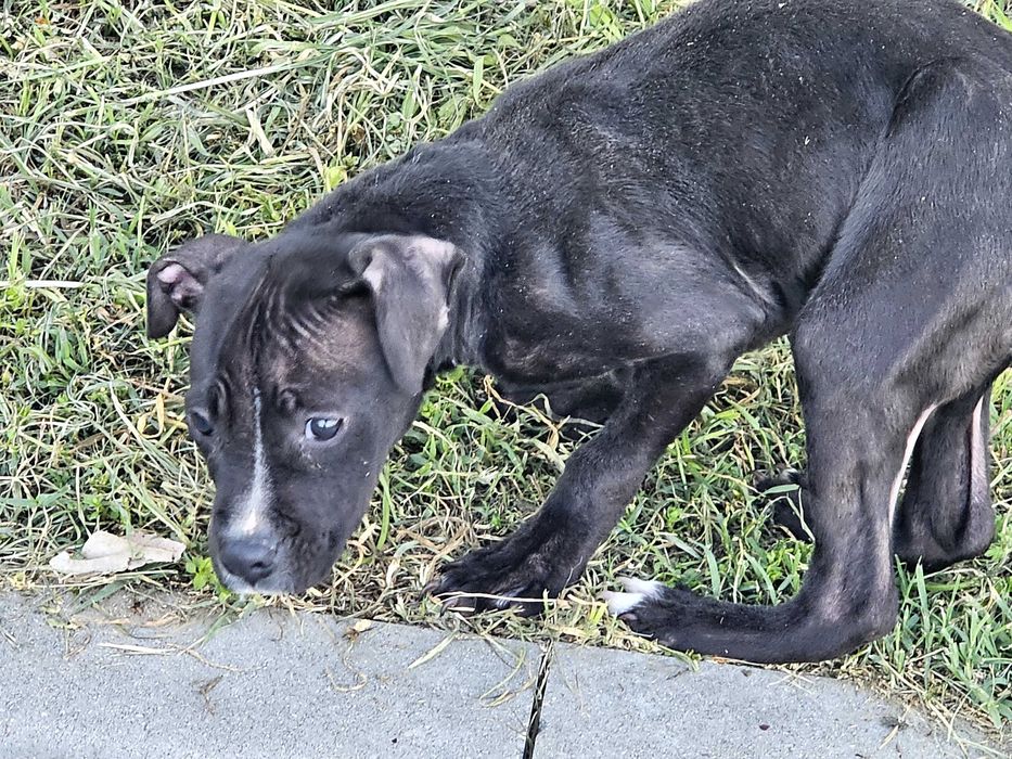 Кученце търси дом