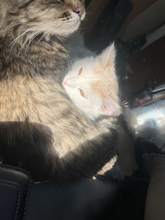 Котенок в добрые руки