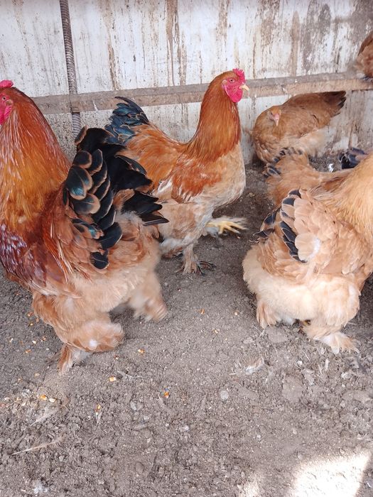 Инкубационные яйца и цыплята Брама