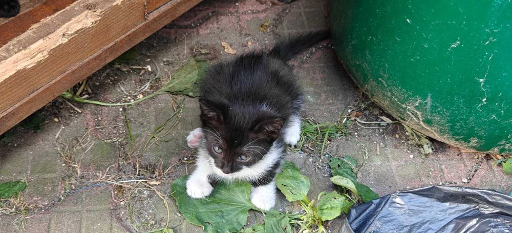 DONEZ PUI PISICA PISOI PISOIASI varsta 7 saptamani si jumatate  3 pui de pisica
