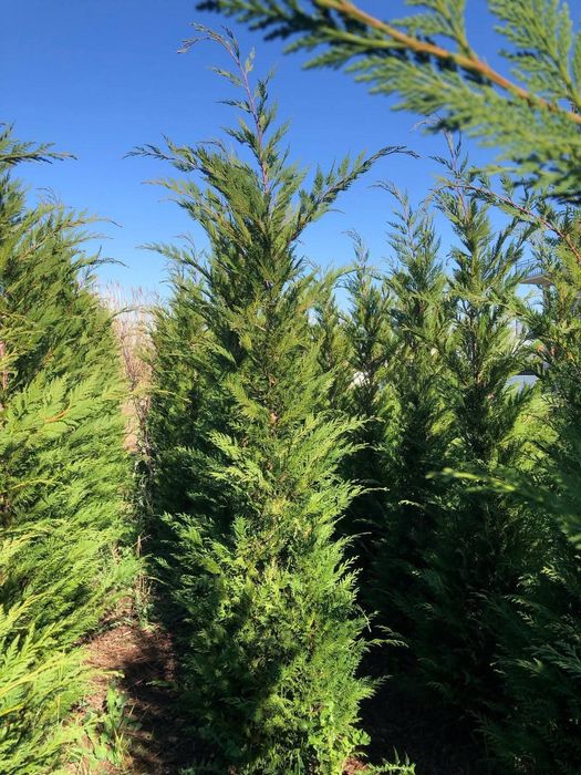 Plante ornamentale la prețuri de producător :
- tuia smaragd ( 1,2m -