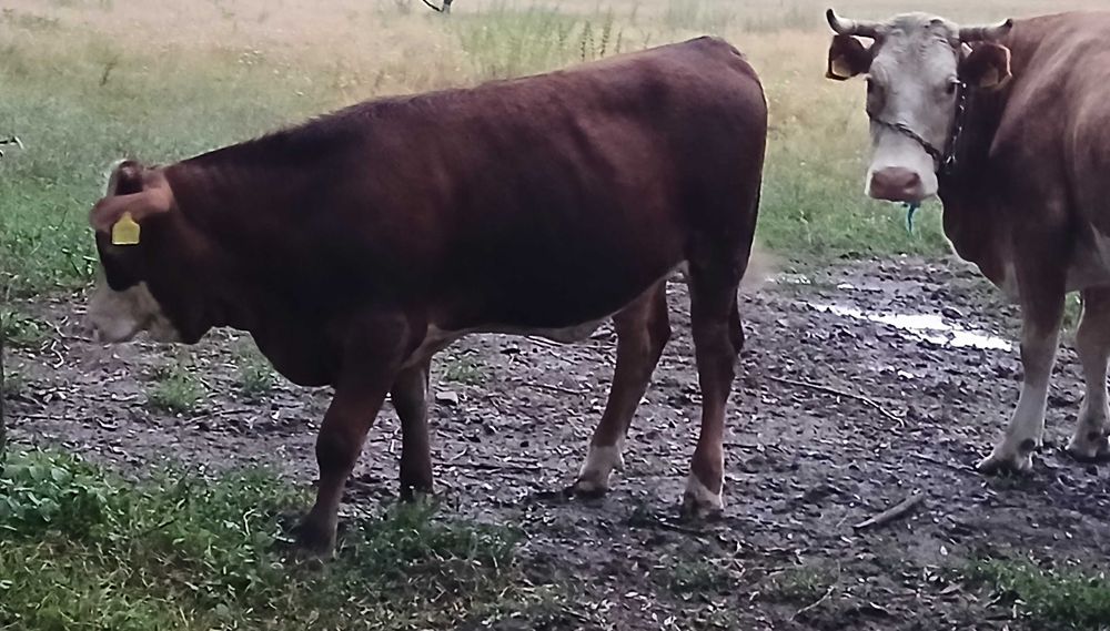 Vițea de vânzare de 7 luni din vacă bună de lapte