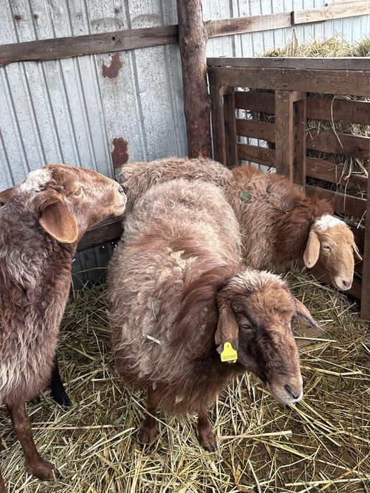 Буаз 4бас қой сатылады