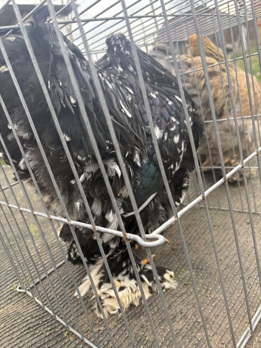 Oua și perechi brahma negru bobat , la bresse alb