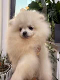 Pomeranian, mascul cu pedigree, rasa pura