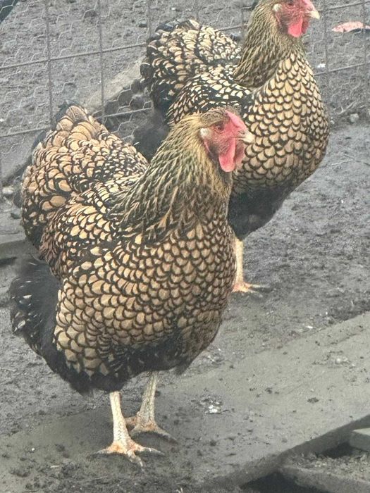 Ouă  incubat  Araucana Marans Wyandotte auriu La Bresse Plymonth R B