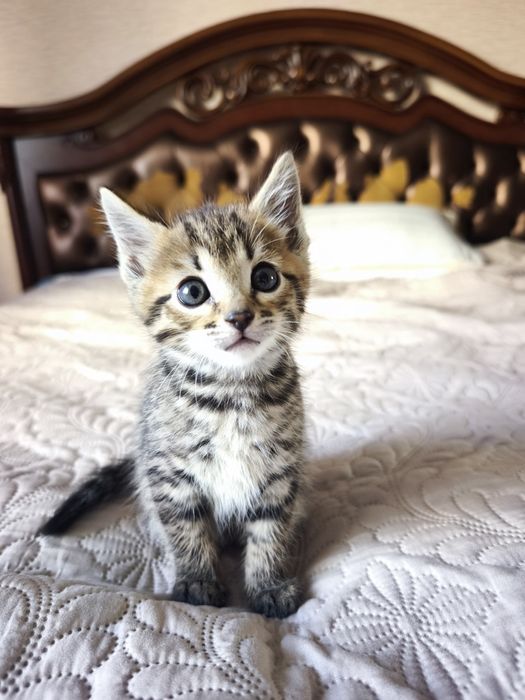 Котёнок девочка бесплатно