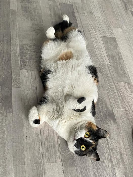 Пристравивается кошечка
