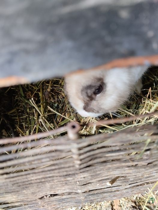 Кролики декаративные