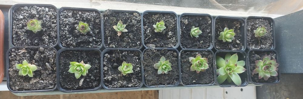 Plante Suculente Echeveria, Sempervivum Diverse Mărimi
