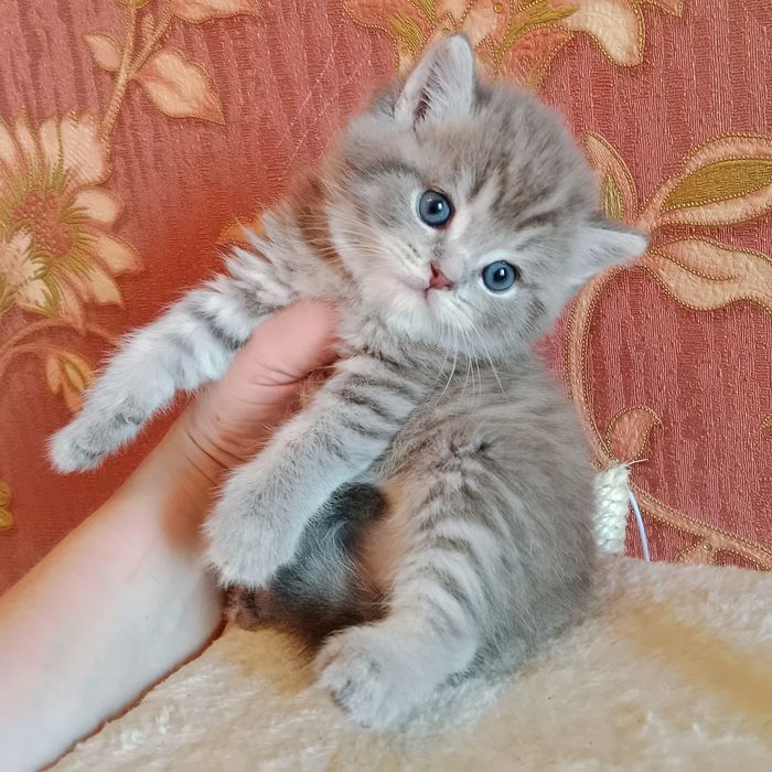 Скоттиш Страйт  мальчик и девочка. фолд  табби девочка