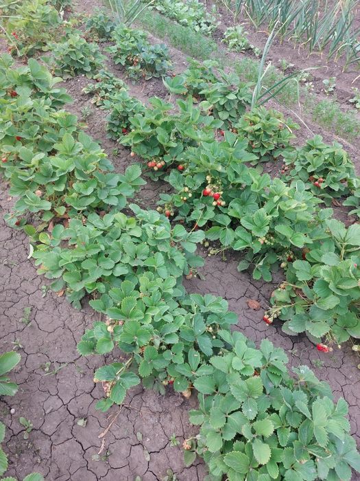 Продам дачный участок