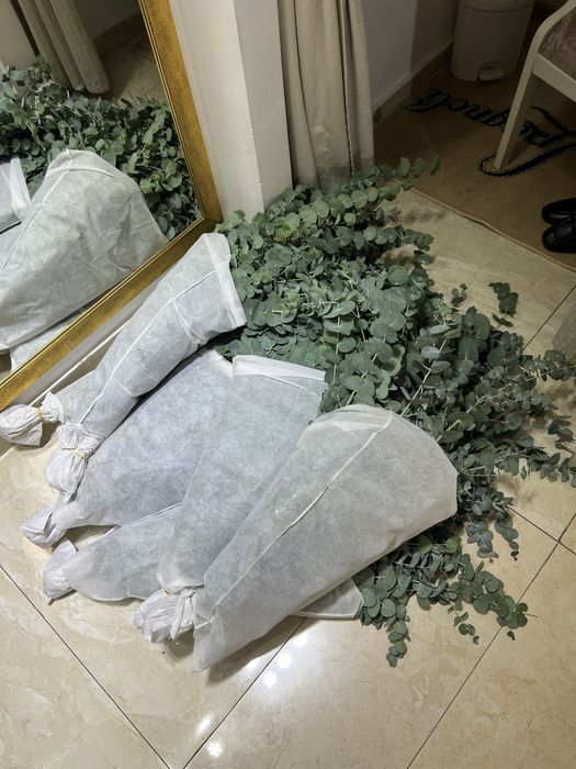 Продается эвкалипт