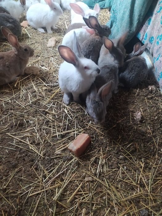 Продаются кролики