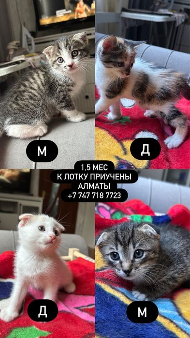 Котенок (д) в добрые руки