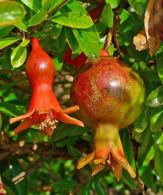 Rodiu soiuri rezistente