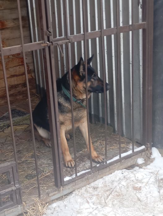 Продам немецкую овчарку