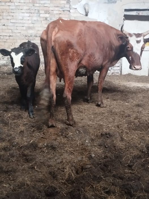 Продам корова с теленка