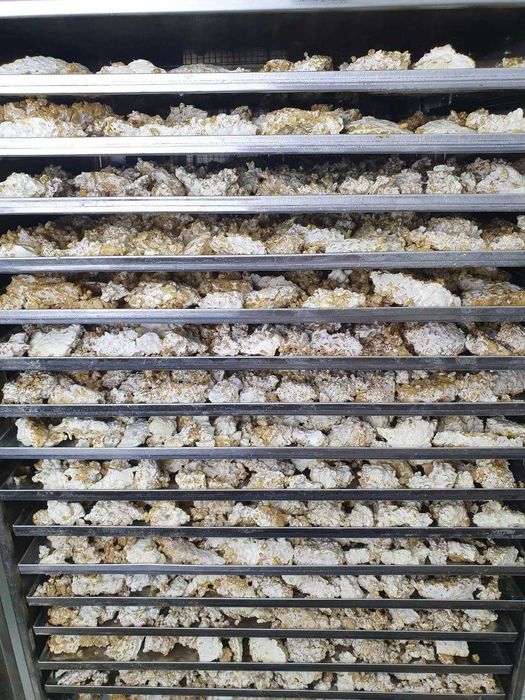 Ежовик гребенчатый плоды и мицелий | Премиум Башкирия ферма