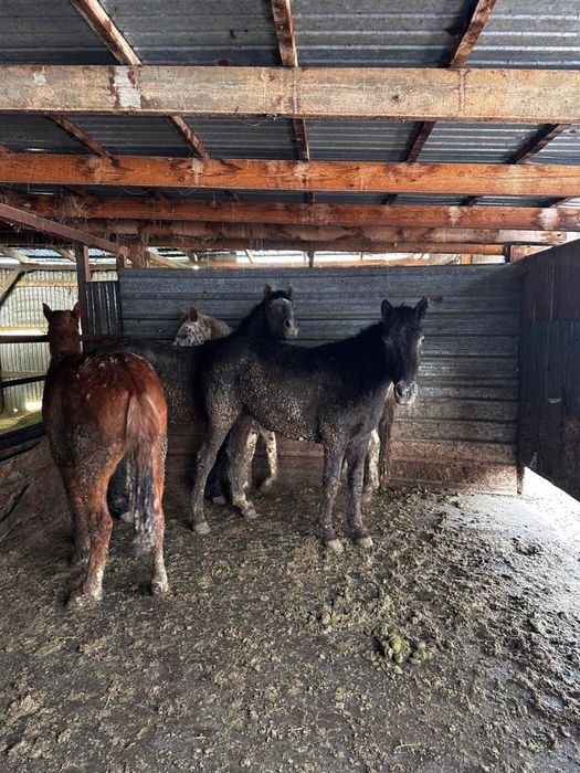 Жемделген Кунан  Жылкы сатылады.