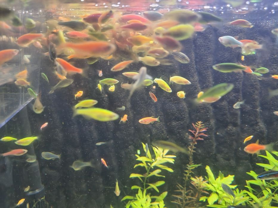 Peștișori zebra (danio renio)dif. culori 5lei/buc