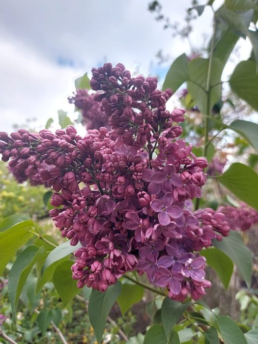 Продам Сирень на срез