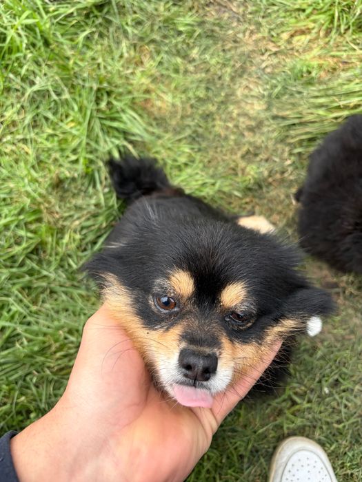 Шпиц-померан Черни