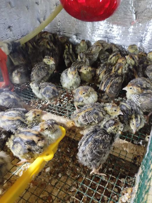 Vând ouă de incubat și puișori de prepeliță.Rel. tel0785631231
