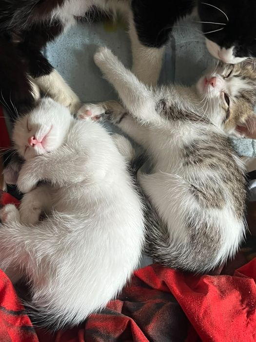 отдам котят в добрые руки