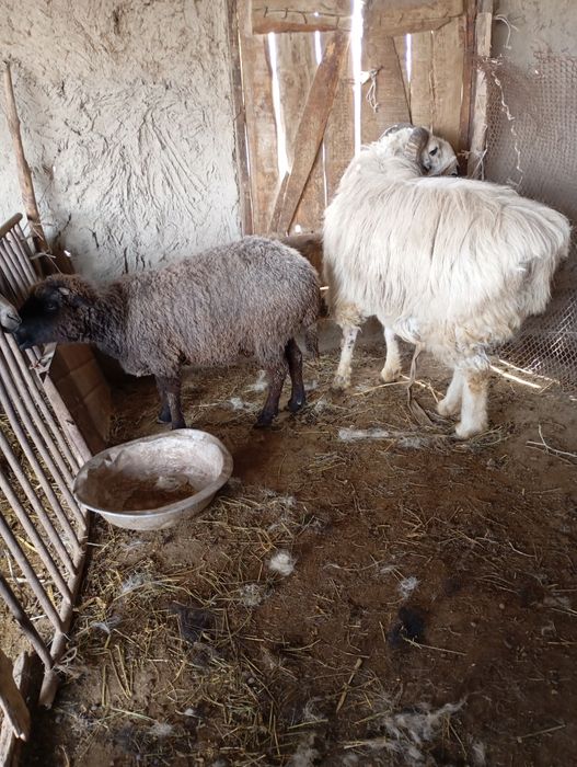 Кучкор сотилади зотга