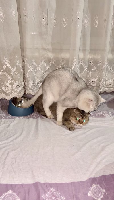 Вязка Premium class насил олиш учун тоза зот Британский Ny11