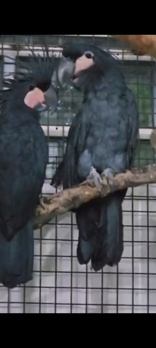 Галиаф на прадажу