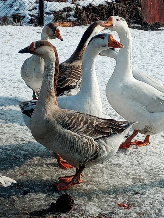 Продам молодых гусей